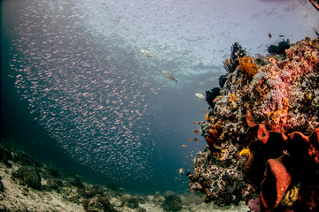 Naklejka na ściany i meble Beautiful, colorful, and healthy coral reef underwater from tropical Indonesia