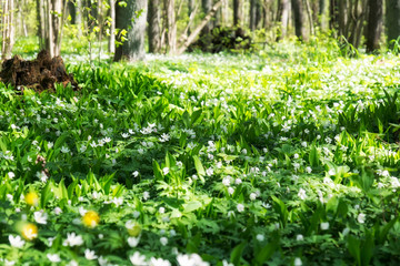 White flowers and fairy forest