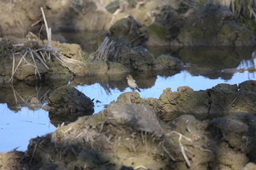 fotografias de aves varias 
