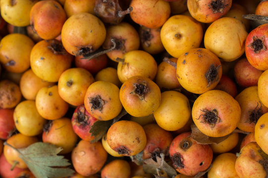 Wild fruit azarole, mediterranean medlar collected and sold in market