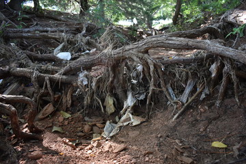 Obraz premium roots of tree