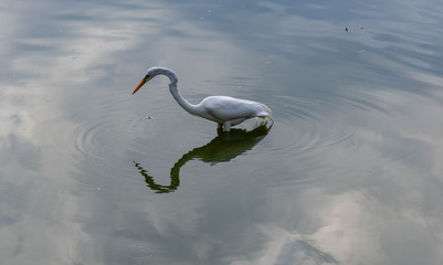 Fototapeta premium Heron waiting patiently for her fishing.