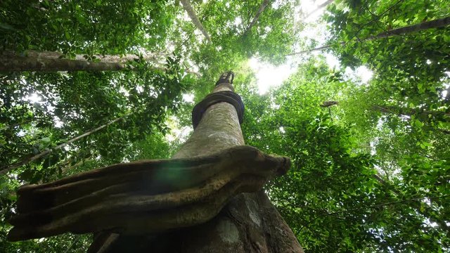 Close up on a giant liana around a tree underneath the canopy in amazonian forest. 