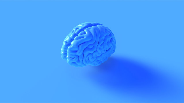 Blue Human brain Anatomical Model 3d illustration 3d rendering