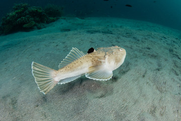 Blackfin Stargazer Swimming Over Sandy Seafloor in Komodo