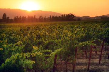 Fototapeta premium Sunset over French vineyard 