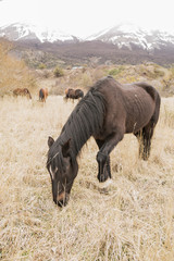 Wild horses in Patagonia Chile Argentina 