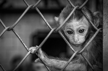 Zoo
