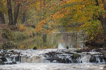 Rzeka płynąca przez jesienny las.