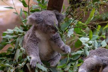 Obraz premium Grey Australian Koala