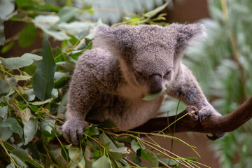 Grey Australian Koala