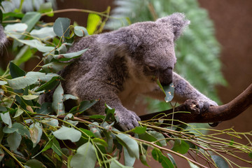 Grey Australian Koala
