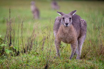 Eastern Grey Cangaroo