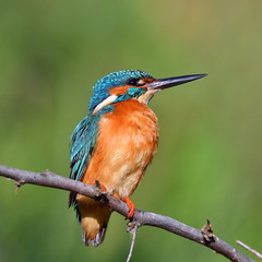 kingfisher (alcedo atthis) in natural habitat
