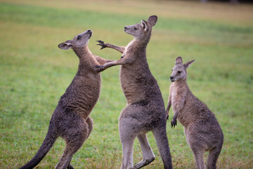 Eastern Grey Cangaroo © Roberto Vivancos