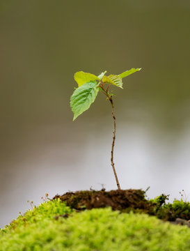 young sapling of a beech tree growing out of a mound covered with moss