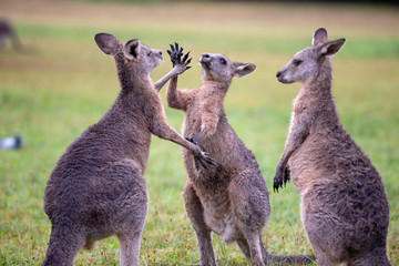 Eastern Grey Cangaroo