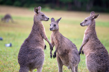 Eastern Grey Cangaroo © Roberto Vivancos