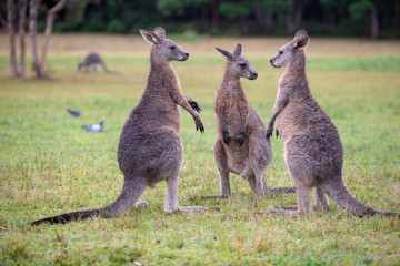 Eastern Grey Cangaroo