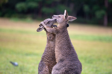 Eastern Grey Cangaroos Fighting © Roberto Vivancos