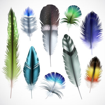 Feathers Realistic Set 