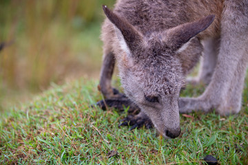 Eastern Grey Cangaroo © Roberto Vivancos