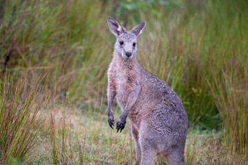 Eastern Grey Cangaroo