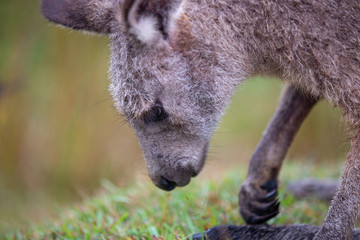 Eastern Grey Cangaroo © Roberto Vivancos