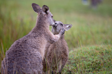 Eastern Grey Cangaroo Kissing © Roberto Vivancos