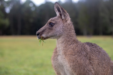 Eastern Grey Cangaroo © Roberto Vivancos
