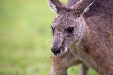 Eastern Grey Cangaroo © Roberto Vivancos