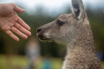 Hand Touching Eastern Grey Cangaroo © Roberto Vivancos