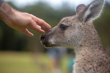 Hand Touching Eastern Grey Cangaroo