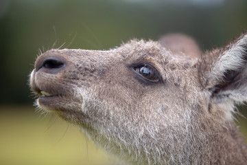 Eastern Grey Cangaroo © Roberto Vivancos