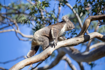 Australian Grey Koala