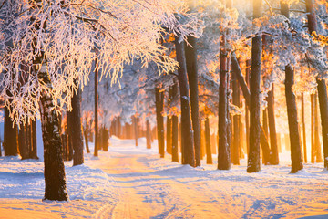 Winter forest