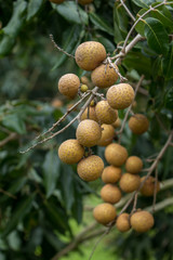 Bunches of longan fruit