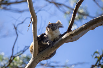 Grey Australian Koala