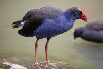  purple swamphen in water