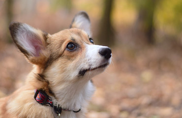 Welsh corgi pembroke puppy portrait 