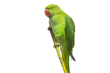 Green parrot isolated over white