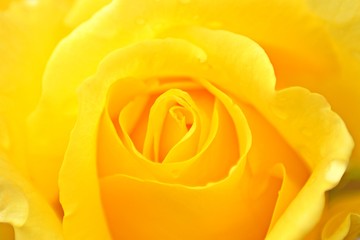 yellow rose