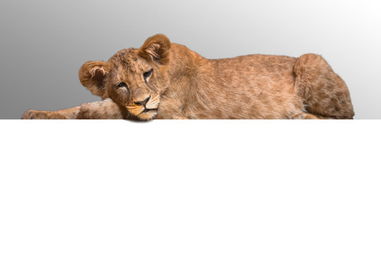 Lion Cub Lying At The White Background