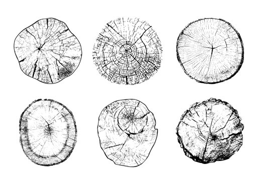 Set of cut tree trunks with circular rings isolated on white background. Textures of wood logs. Black and white vector illustration