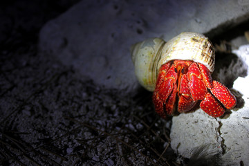 Strawberry Hermit Crab