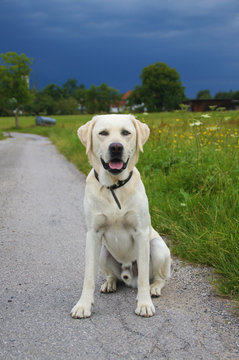 Aufmerksamer heller Labrador sitzt auf Weg
