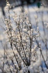 Snow on the branches. Winter landscape.