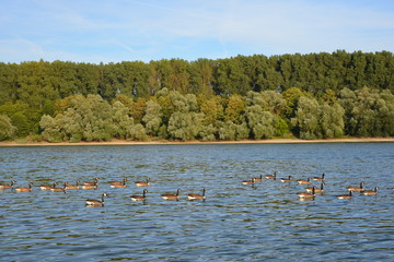 Gruppe von Kanadagänsen/Wildgänsen (Branta canadensis) in einem Altrheinarm bei Speyer, Deutschland