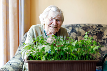 Active Senior woman of 90 years watering parsley plants with water can at home. Happy retired lady