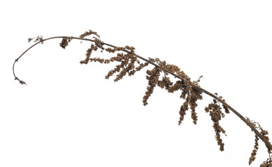 Dry common stinging nettle with ripe seeds isolated on white background